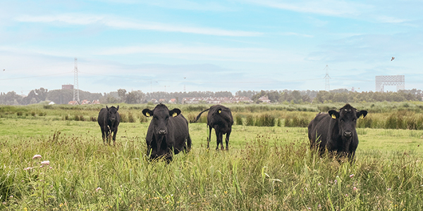 Black Angus Westlandrunderen staan op een groen weiland te grazen met de skyline van Amsterdam op de horizon.